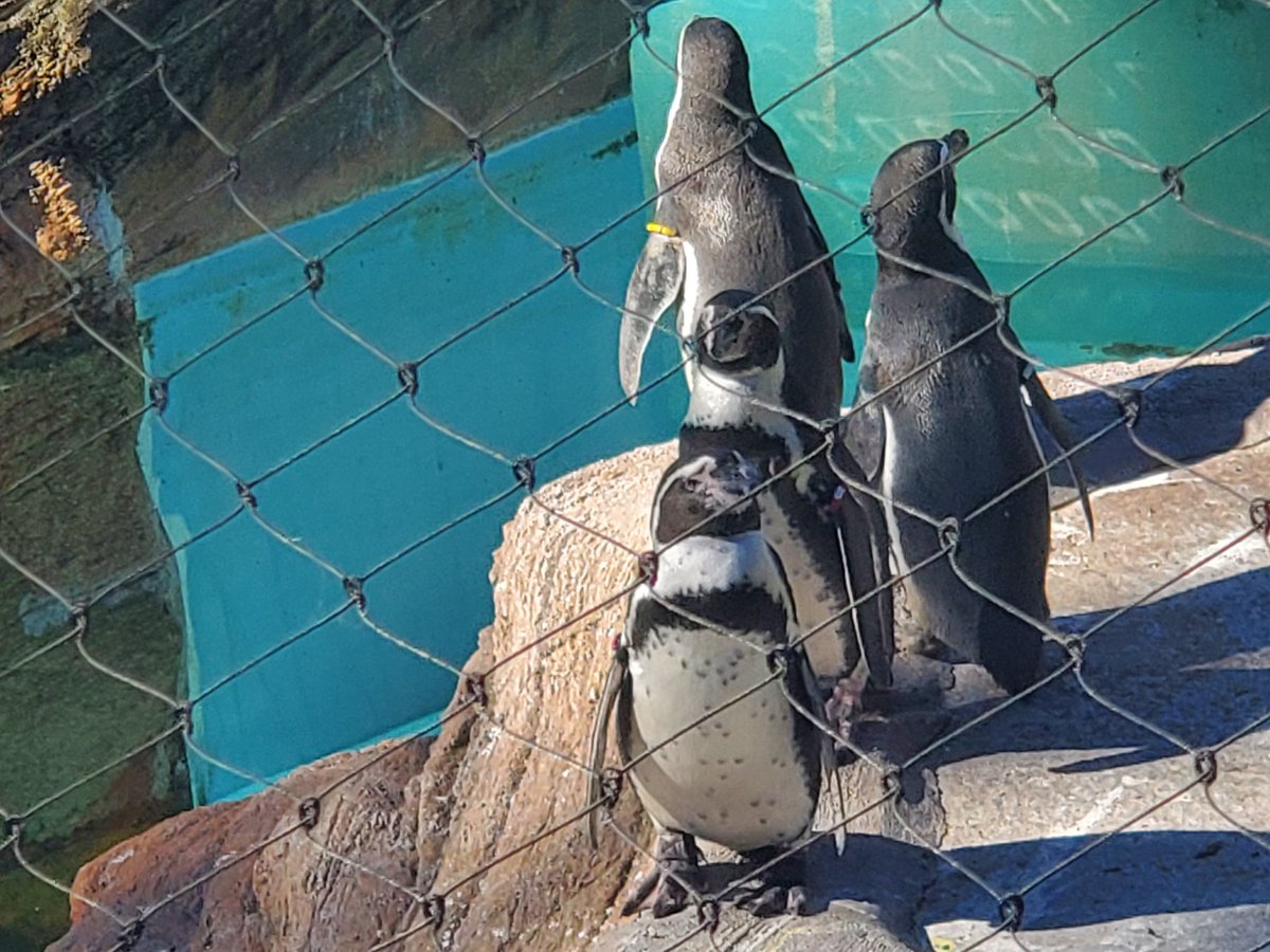 Natural Monuments 柴犬 SP0003 INVASION 希少 しろこ on X