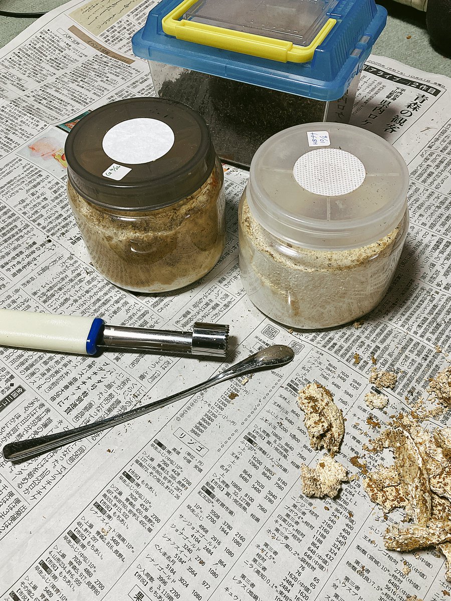 わさびᨒ𖡼.𖤣𖥧 on X