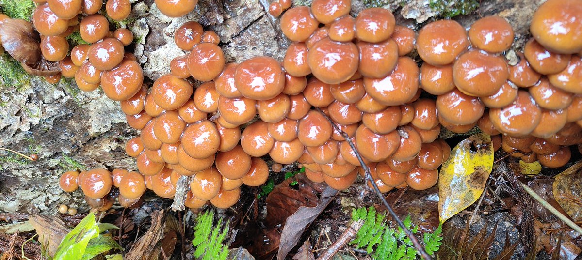 #美しいキノコ選手権2025 
#美しいキノコ選手権