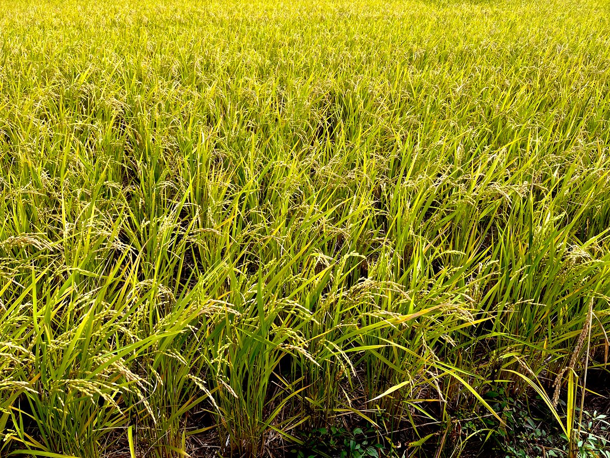 けいちゃん（ギェピー！！） (@crzzfz) / Posts / X