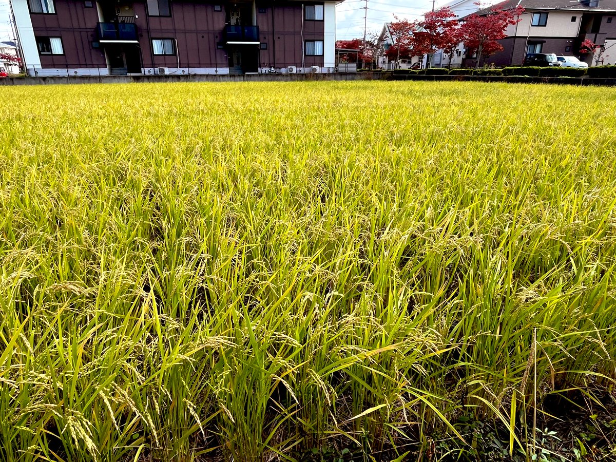 けいちゃん（ギェピー！！） (@crzzfz) / Posts / X