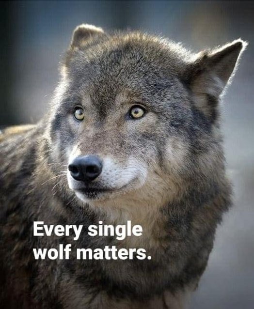 AmUmbria's tweet image. Montana FWP Dashboard reported the total wolf mortality as 42 as of 11/2/25.  However, a Radio collard female who was shot in the Region3 on 10/30/25 at 15:00 was excluded.  This will make 10 wolves were killed in Region3 so far, not 9 as has been reported which makes the total…