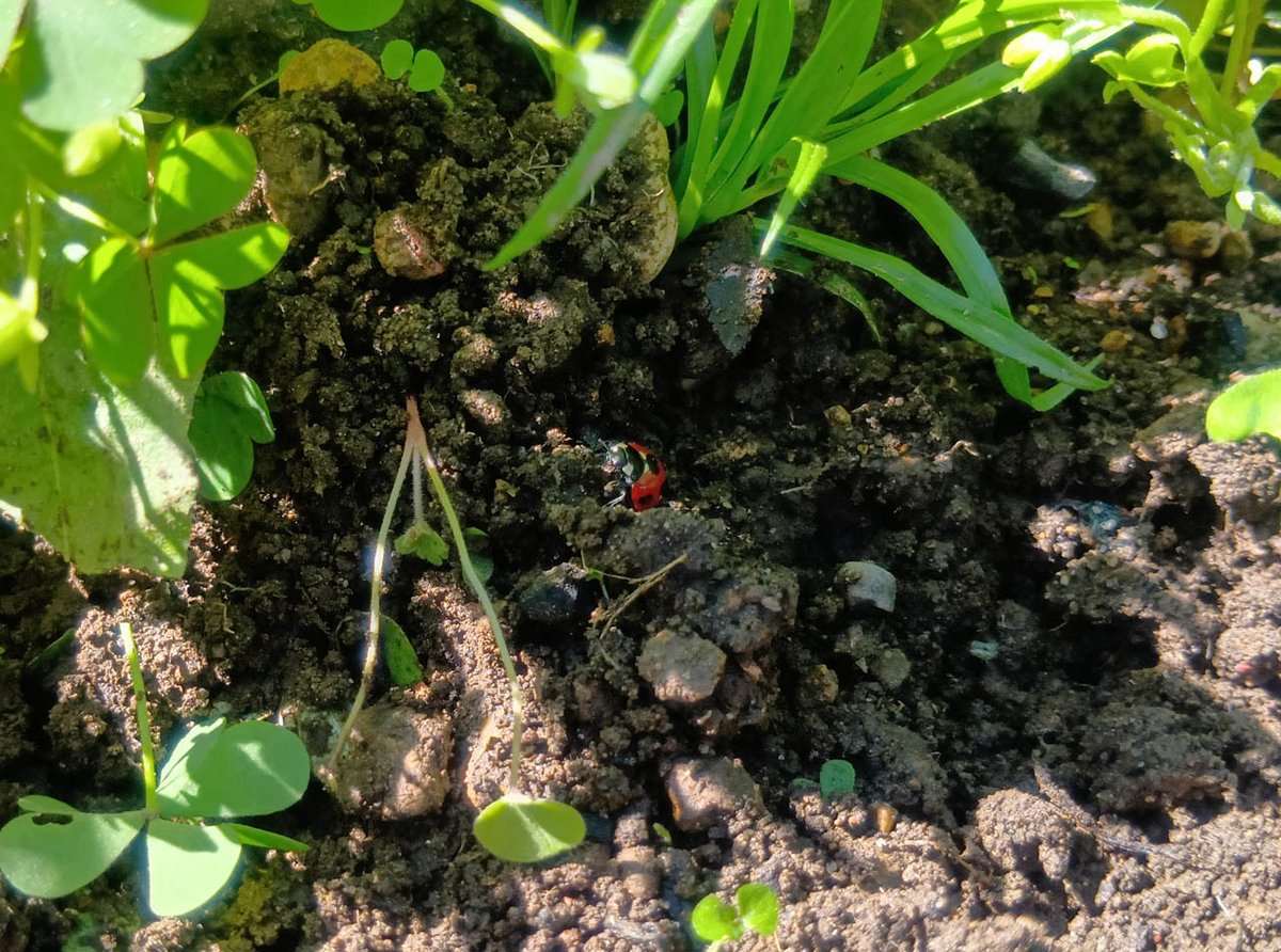 akisoftware's tweet image. 午前中に追加の除草をしに畑へ。
テントウムシ様がいらっしゃいました。
