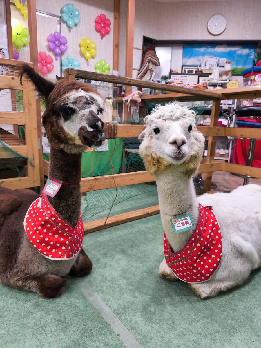 Post by アルパカふれあいランド(Alpaca fureai land) on X: かわいい優勝, image size:900x1200