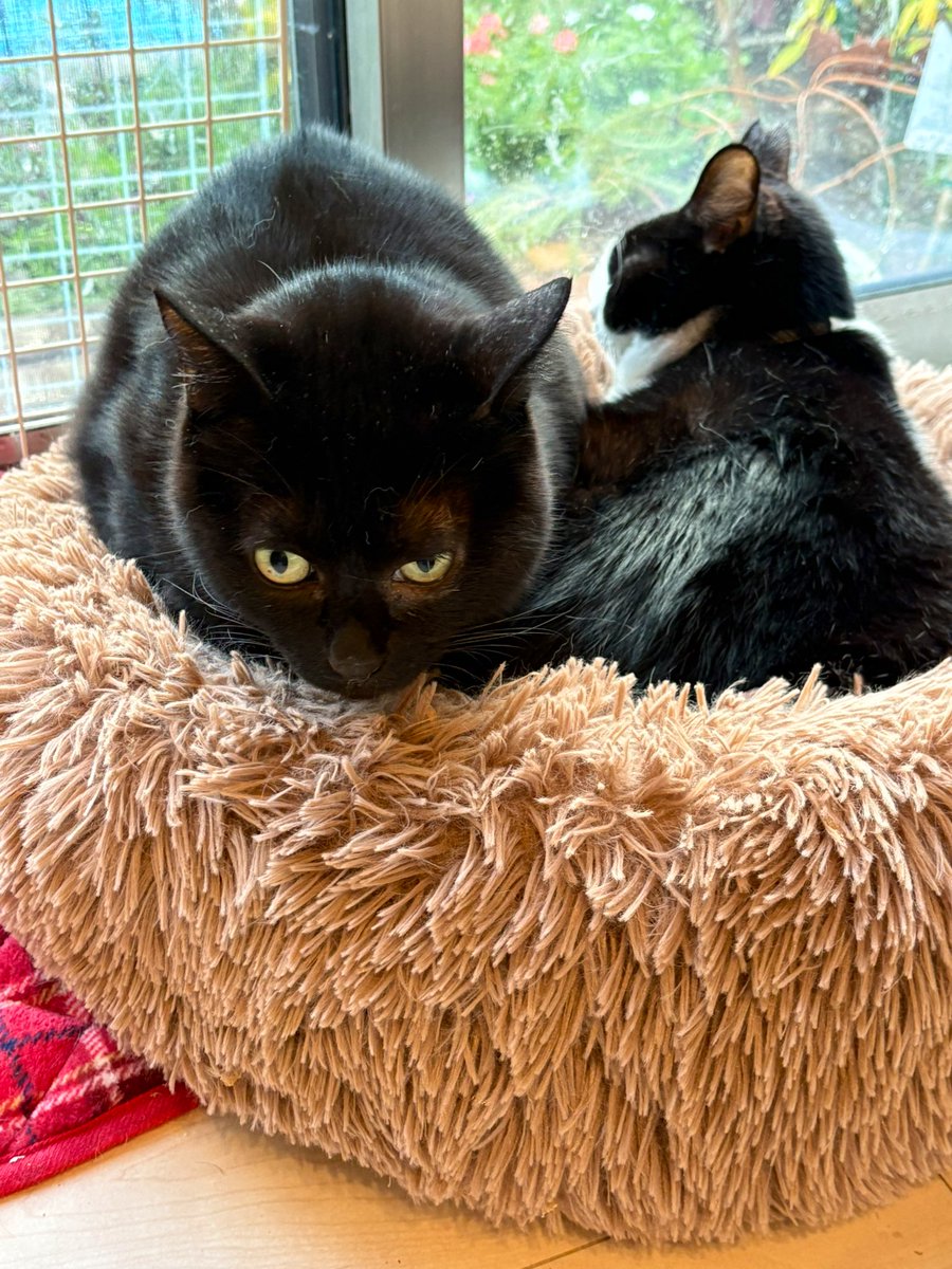 三毛猫ちくわ on X