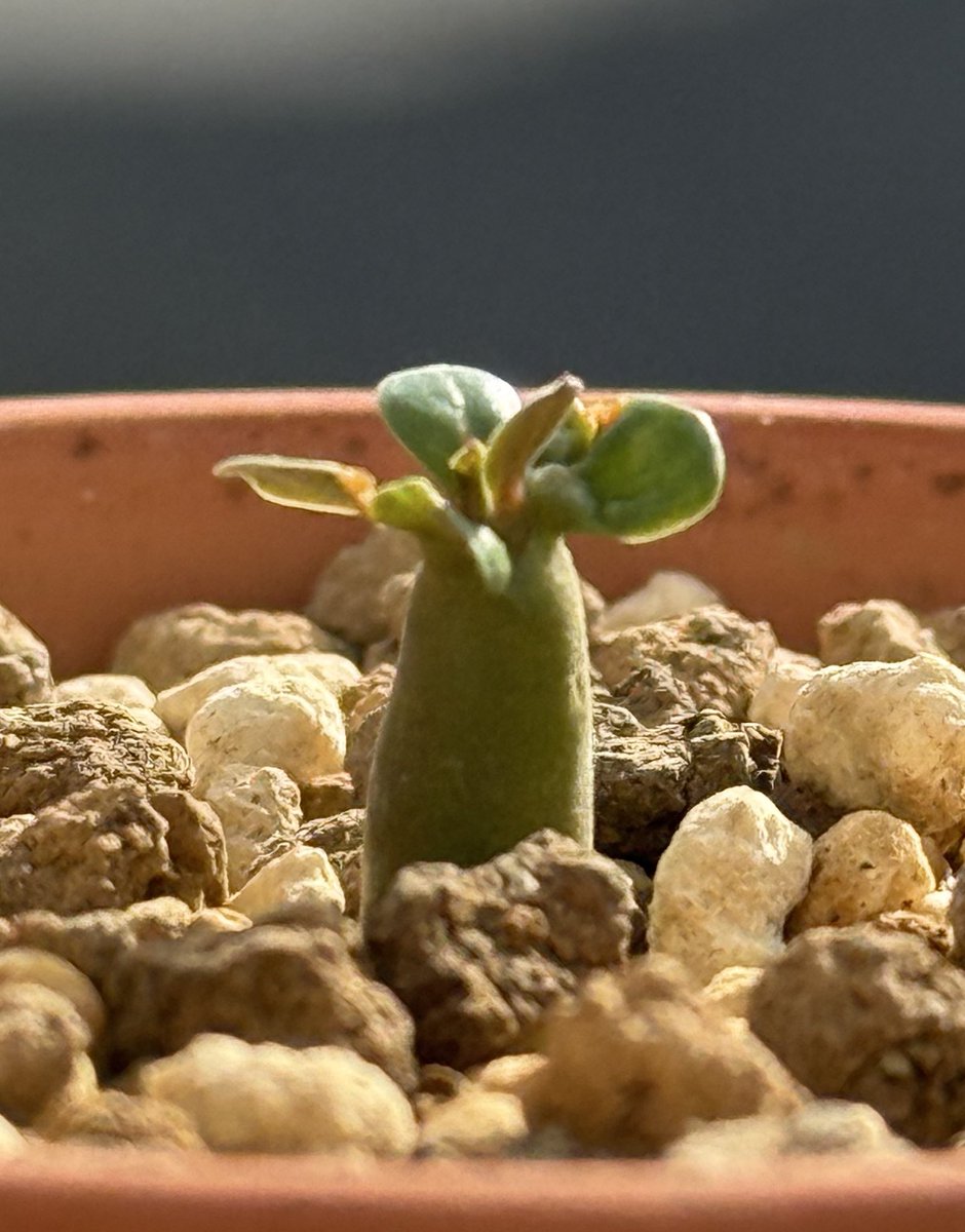 fullback_015's tweet image. ごすずん！
どんな風に成長するのか
今から楽しみだ
#アデニウム #アデニウムブラックパール