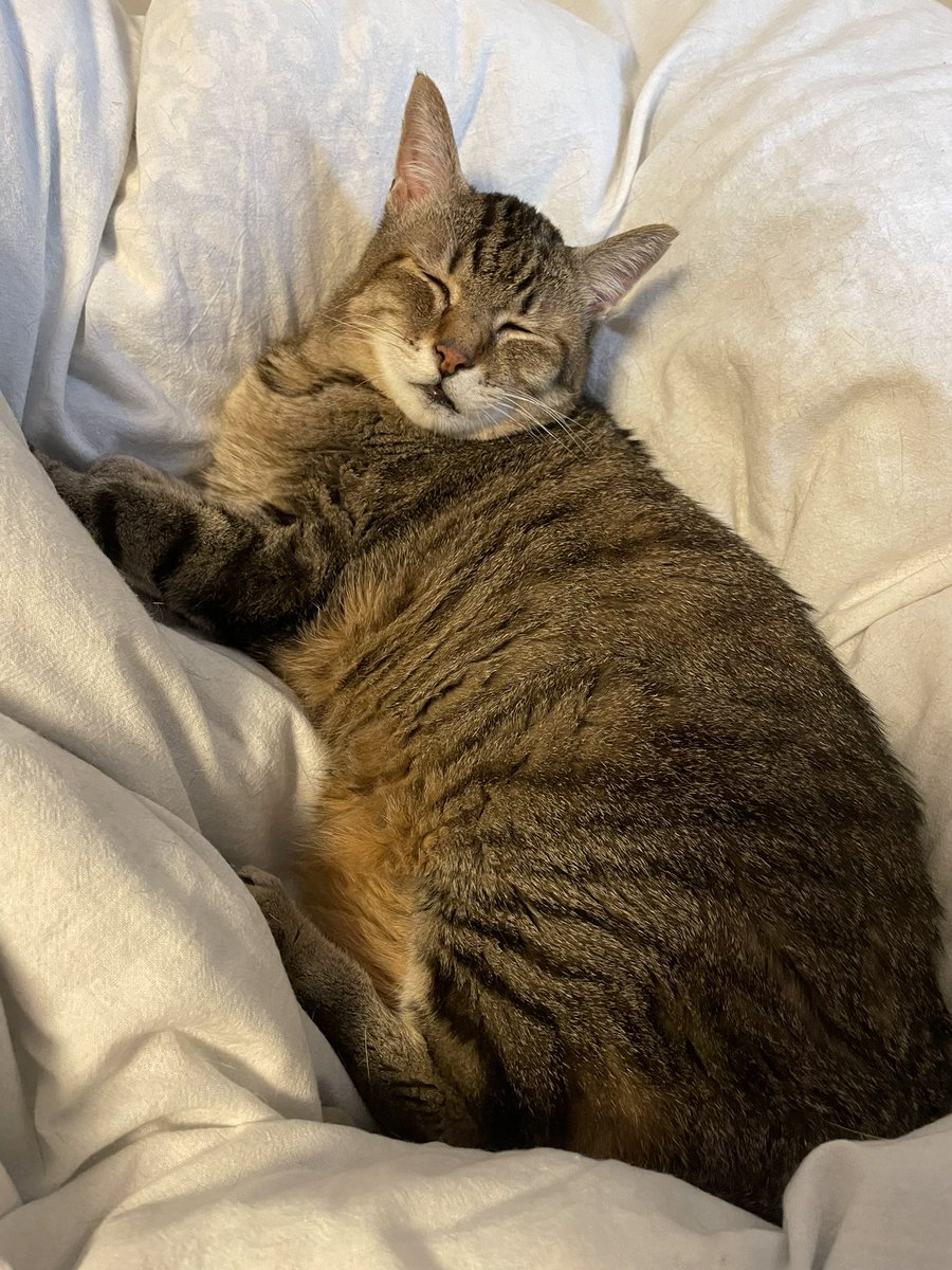 nmuri's tweet image. ねこ