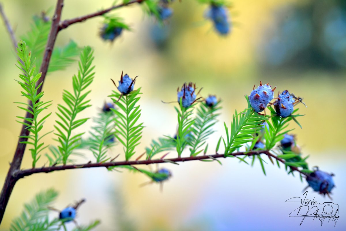 JustinPhotoLR's tweet image. Whispers in Blue

&quot;Whispers in Blue&quot; highlights elegant details: a branch with berries in golden light, inviting appreciation of nature&apos;s serene, vibrant simplicity.

#naturephotography #MacroMagic #naturelovers #wildbeauty #macrophotography #SereneVibes #justinphotography