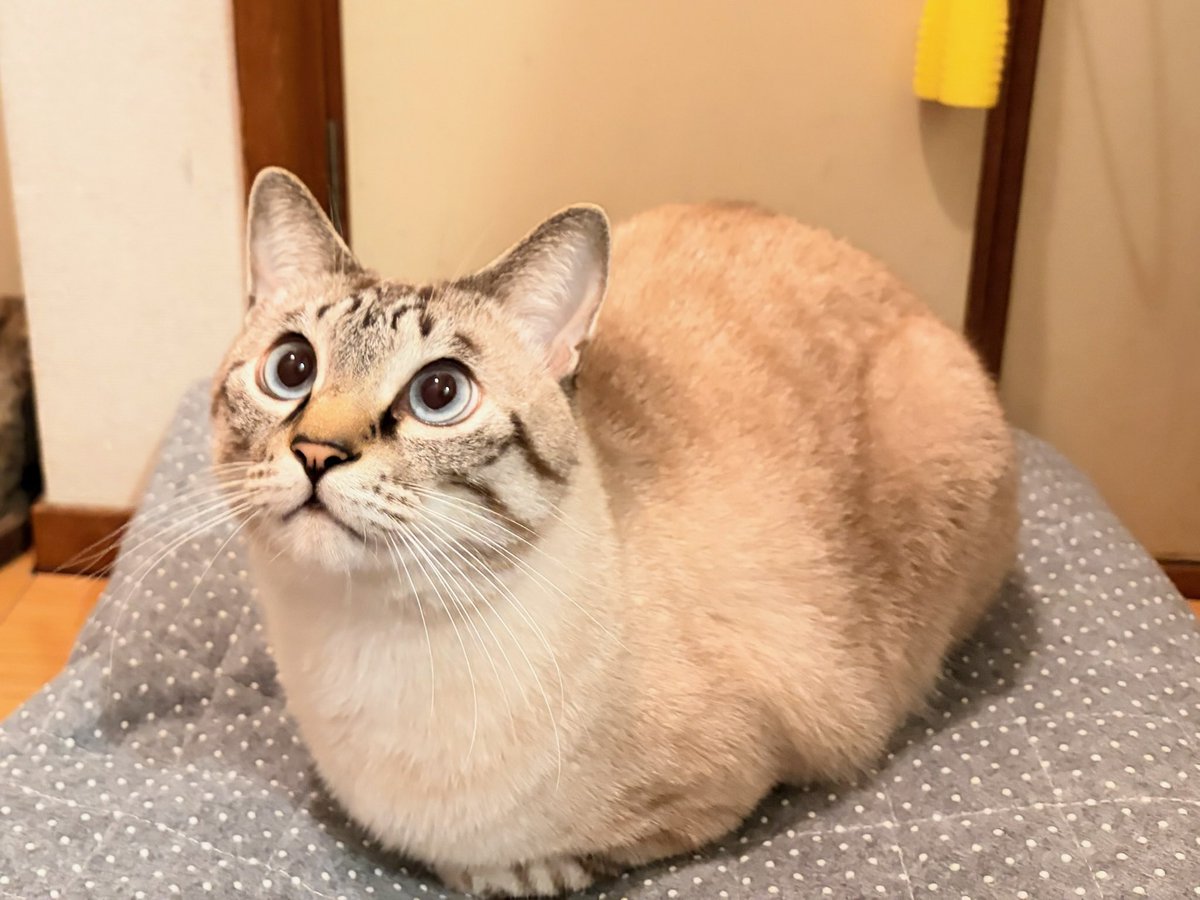 そら様 そら🐾 (@_sora0613_) / Posts / X