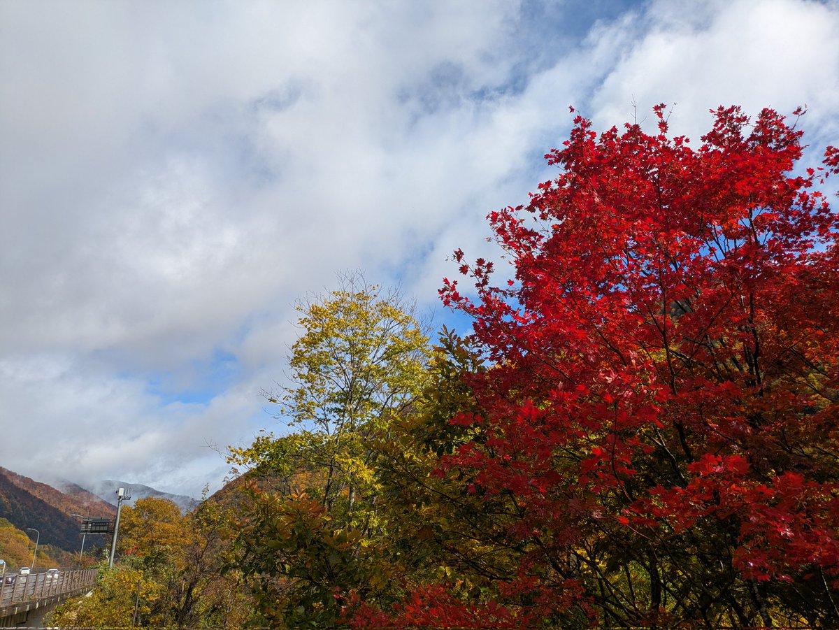 udakapikapi's tweet image. 青空が味方してくれました🍁