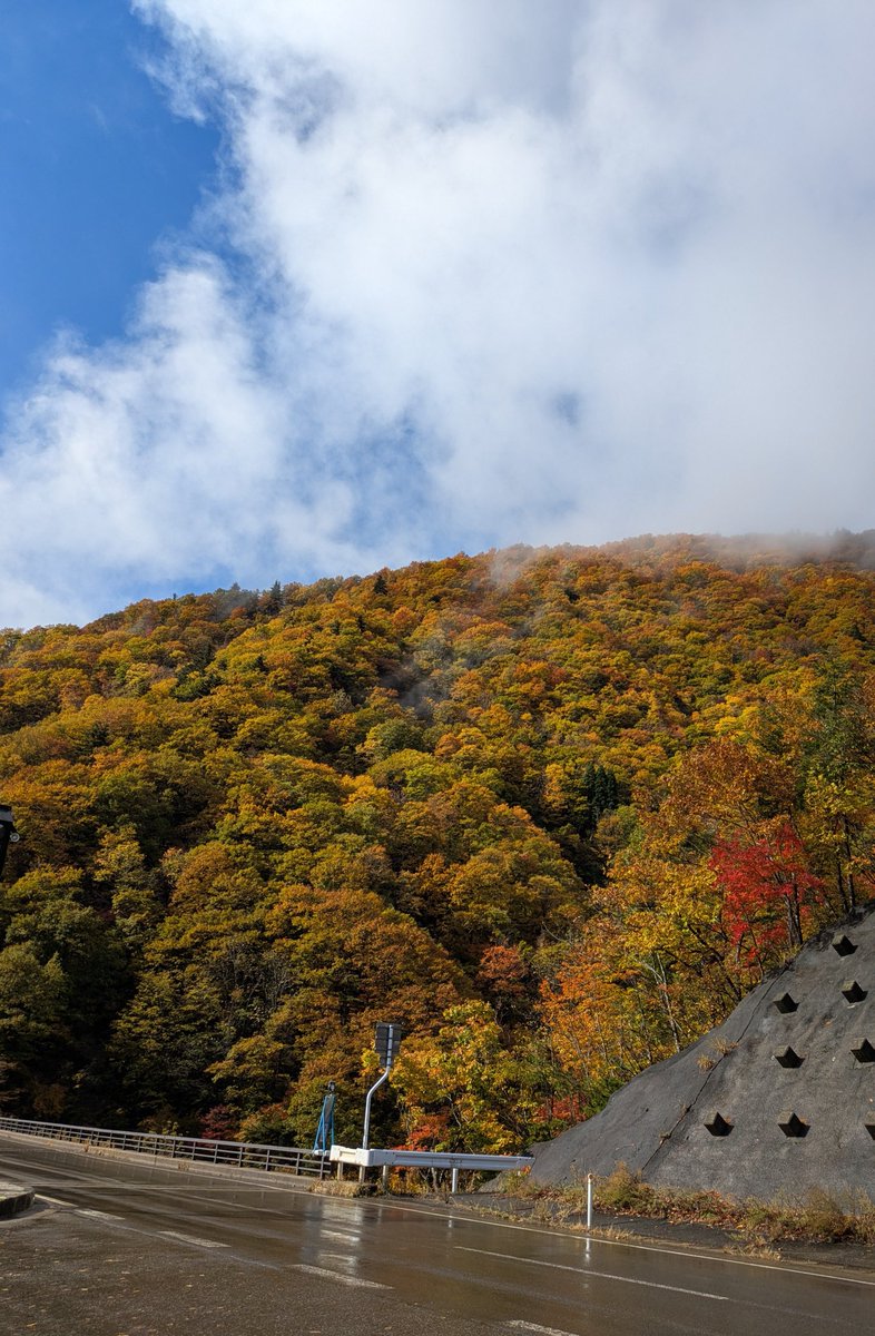 udakapikapi's tweet image. 青空が味方してくれました🍁