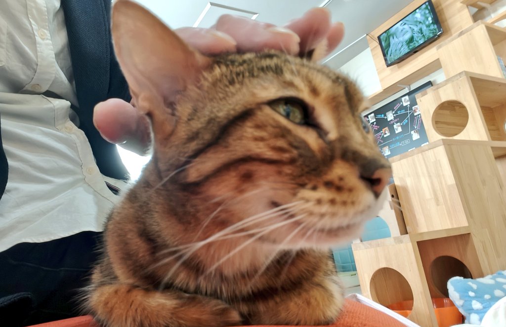 ✧1点限り✧超〜かわいい✧food cat✧フードキャット✧コラージュペーパー✧ みょりろ ⊘ on X