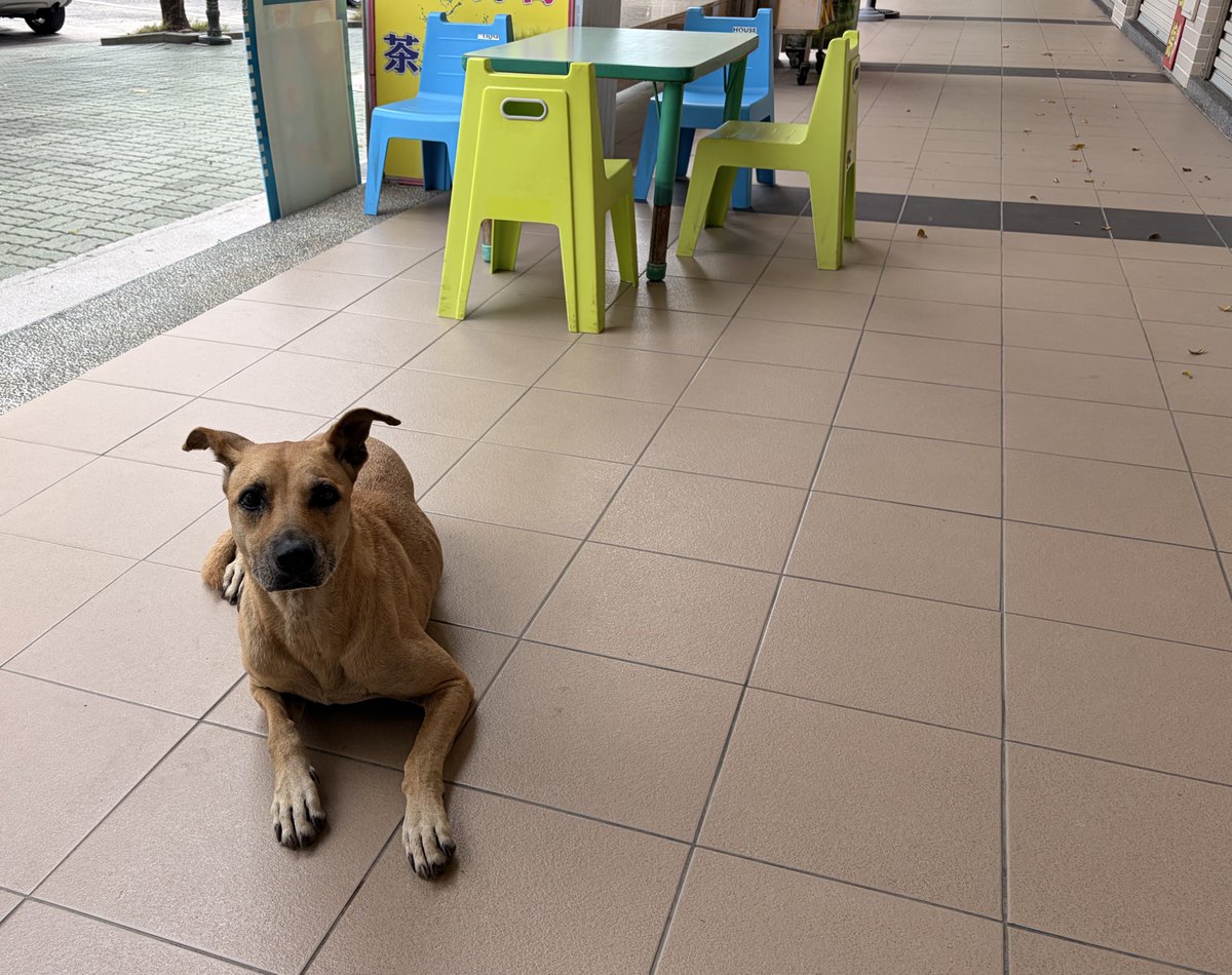 nonono_quesera3's tweet image. 🇹🇼台南で出会ったわんこたちをご査収ください🐕🐕‍🦺
#台湾旅行 #わんこ #いぬ