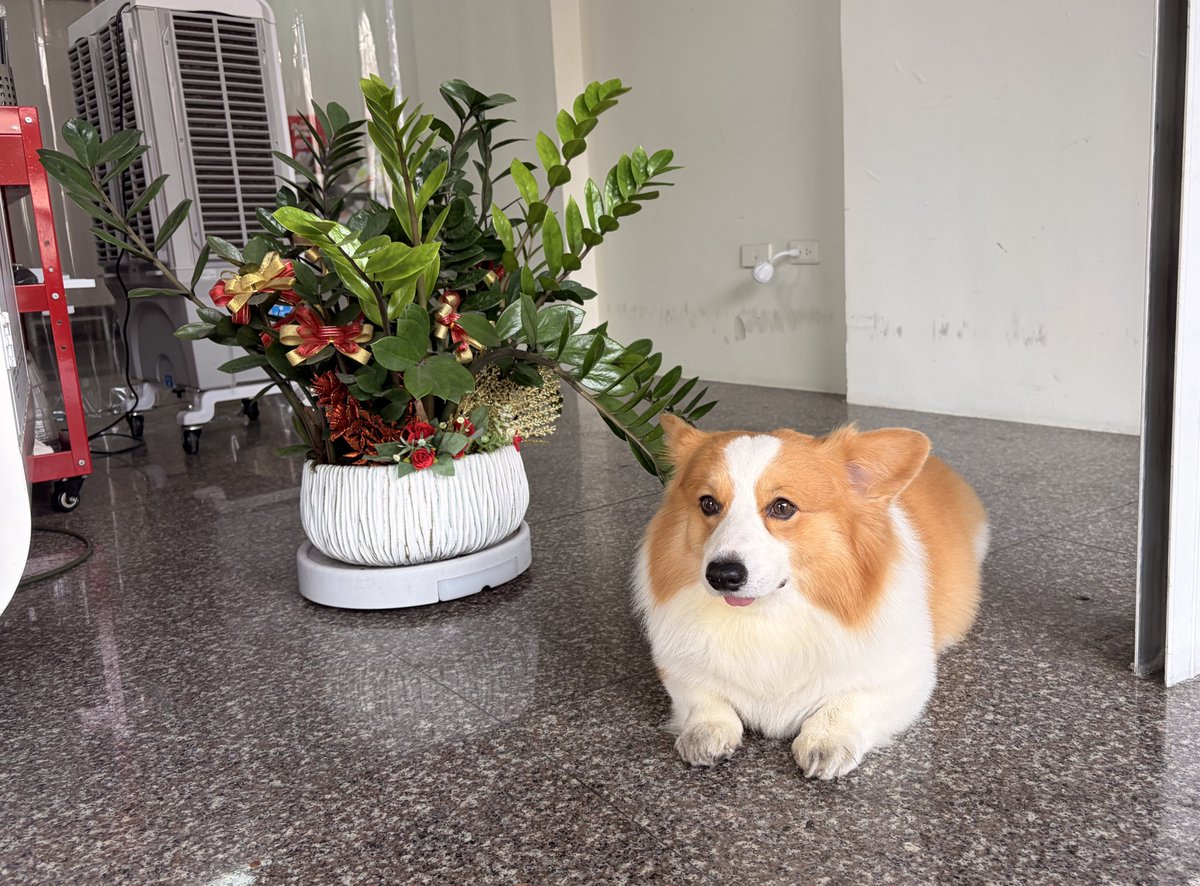 nonono_quesera3's tweet image. 🇹🇼台南で出会ったわんこたちをご査収ください🐕🐕‍🦺
#台湾旅行 #わんこ #いぬ