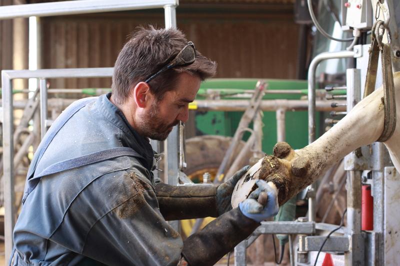 « Un parage annuel des vaches laitières est insuffisant » dlvr.it/TP2MzR