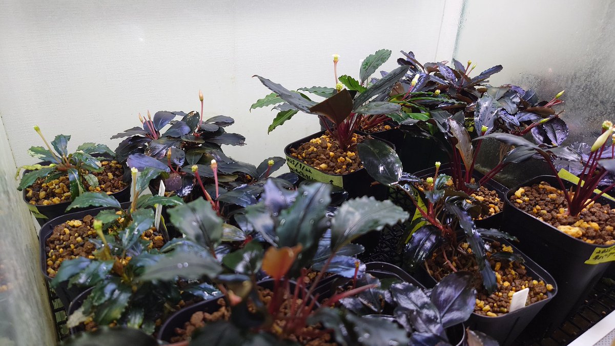 BUCEPHALANDRA for ヒューメリック Bucephalandra Mix on Driftwood Aquarium Plant Decor — Buce Plant