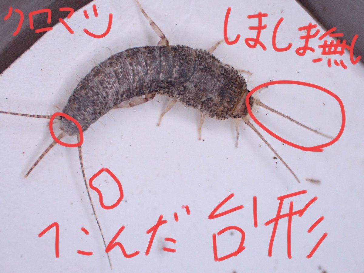 りお𓆣 (@mizmomosima) / Posts / X