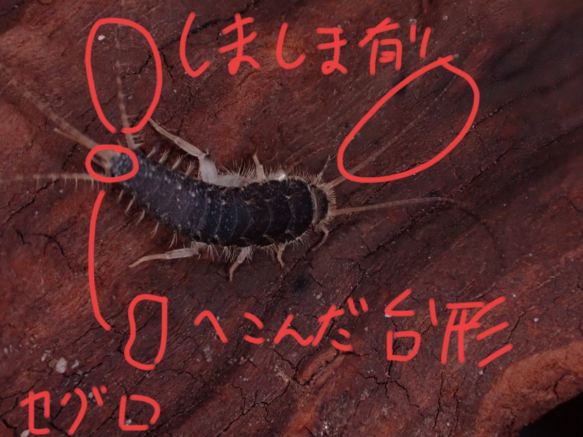 りお𓆣 (@mizmomosima) / Posts / X