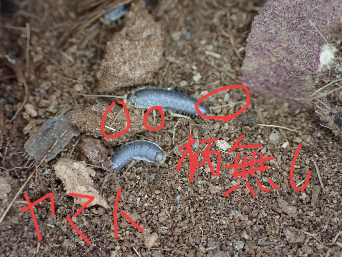 りお𓆣 (@mizmomosima) / Posts / X