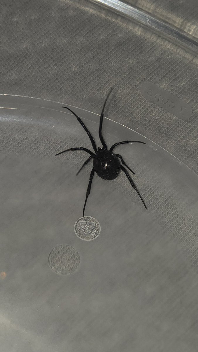 🍋Spencer's Lemon Loaf 🍞 18+ CLOSED tweet media