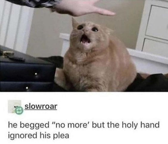 WholesomeMemes tweet media