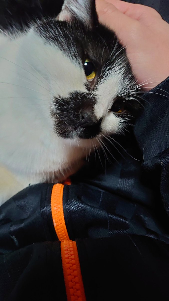 猫目 🌟三浦 冴子🌟 on X