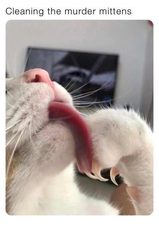 Posts Of Cats tweet media