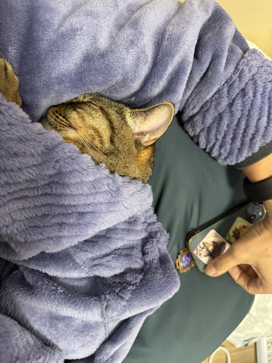 猫さん リイシューねこちゃん BEIGE AND BLUE – KENSHI YONEZU ONLINE STORE