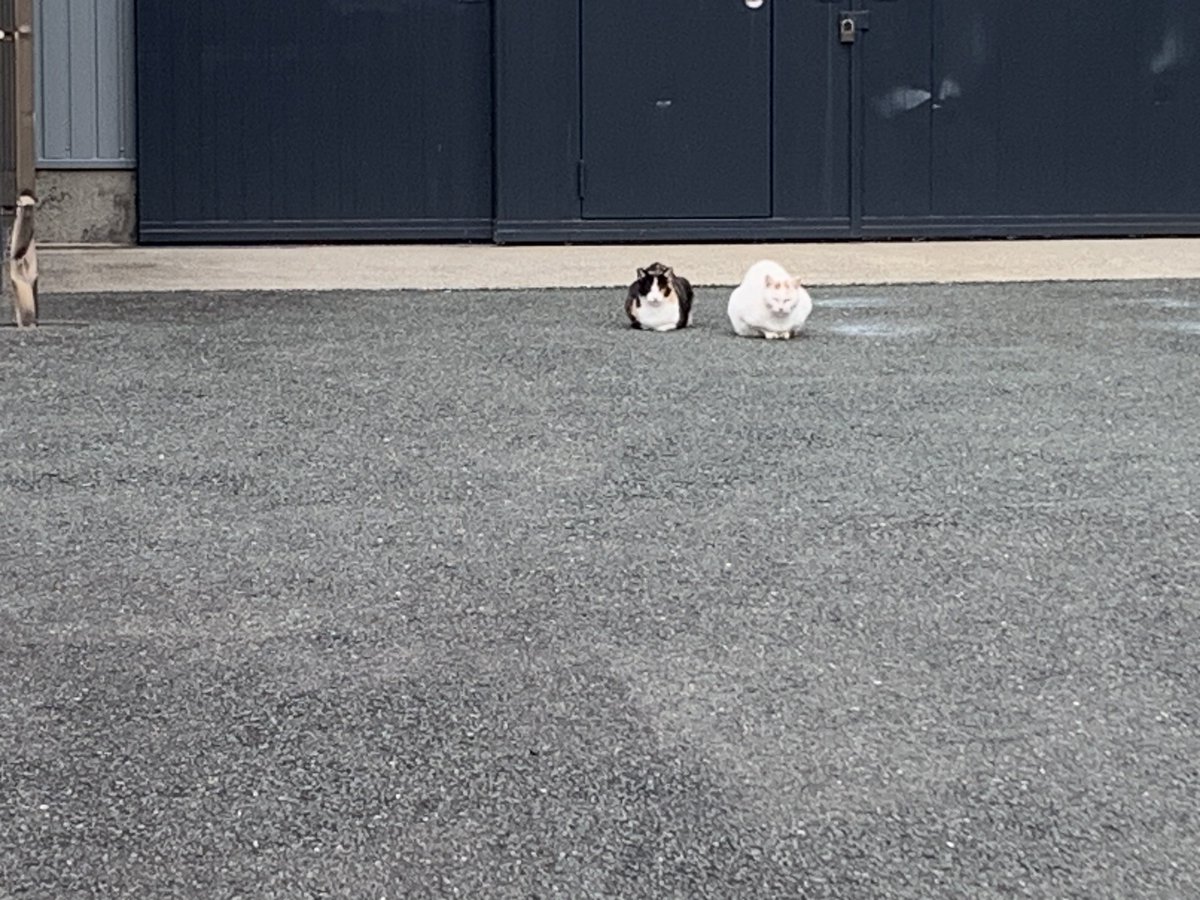 昨日、駅に向かっている途中で見かけた、休日の静かな工場で日向ぼっこしていた猫。立ち止まって呑気に写真を撮っていた時点では、友人たちと乗り合わせる予定だった電車が来ないだなんて、知る由もないのであった。