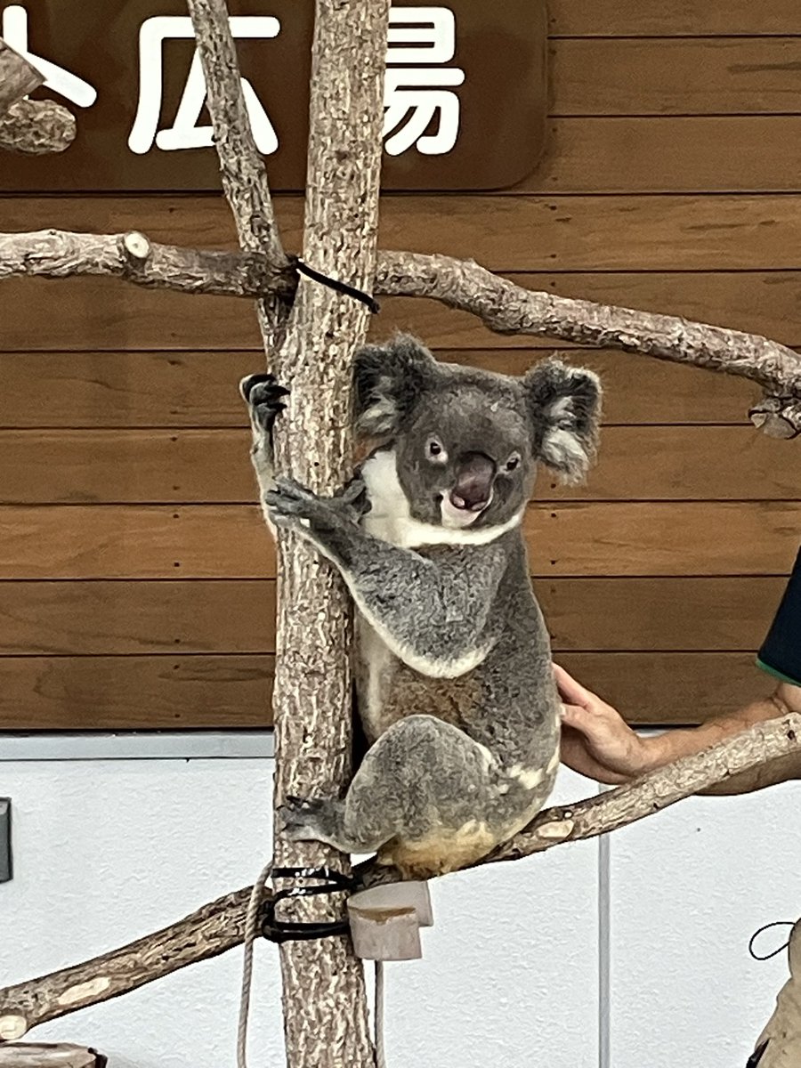 forest green tea on X