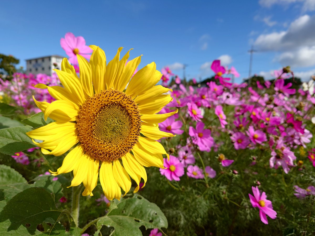 ひまわりの丘公園