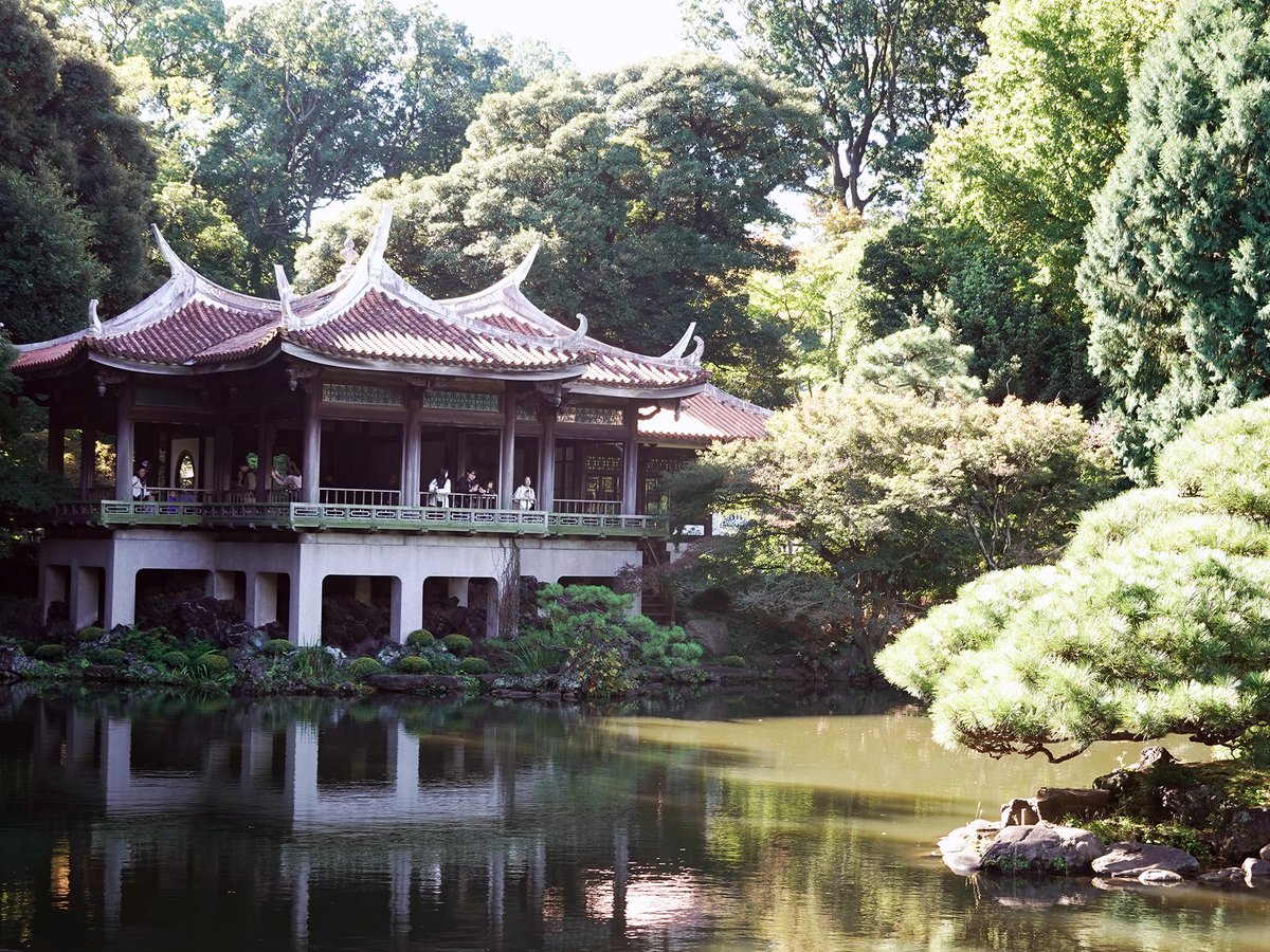 SG_info_kyokai's tweet image. 11/1から始まった #菊花壇展🏵️舞台となるのが #日本庭園 です。
水の流れに沿って玉砂利の園路を歩けば、池泉回遊式の #庭園 に広がる松の緑や、なだらかな丘の景色にうっとり✨
旧御凉亭の異国情緒あふれる建物も、写真映えポイントです💡
秋だけの特別な #菊 の庭園をお楽しみください😉
#新宿御苑