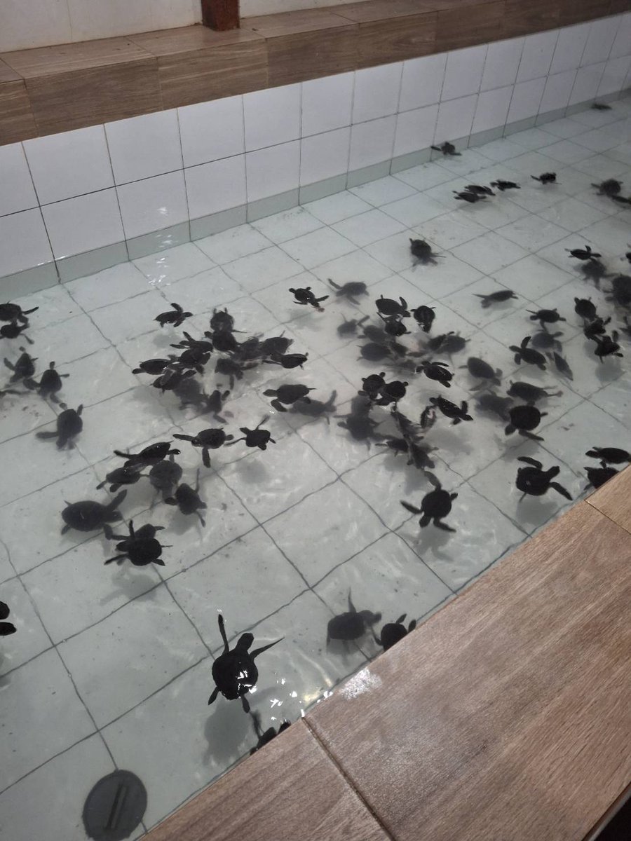 suseno212's tweet image. KONSERVASI PENYU - SANUR - BALI

Salam sehat, sukses dan bahagia selalu
#sambelbuseno #obatlaparsuseno #warungbuseno
#penyu #turtle