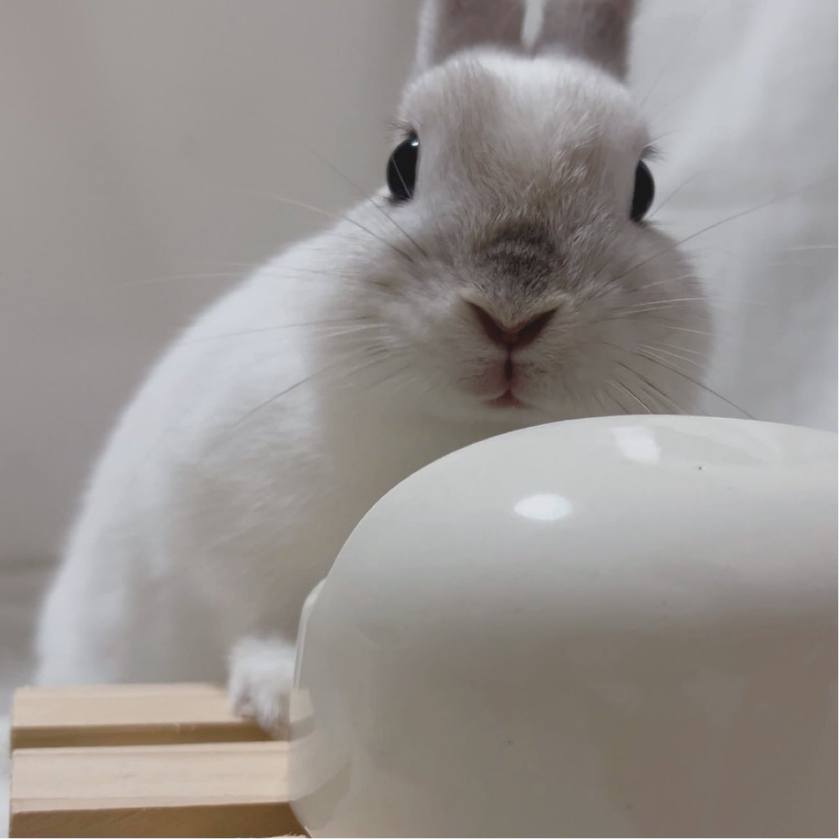 【野うさぎ♡】 野うさぎ - Search / X