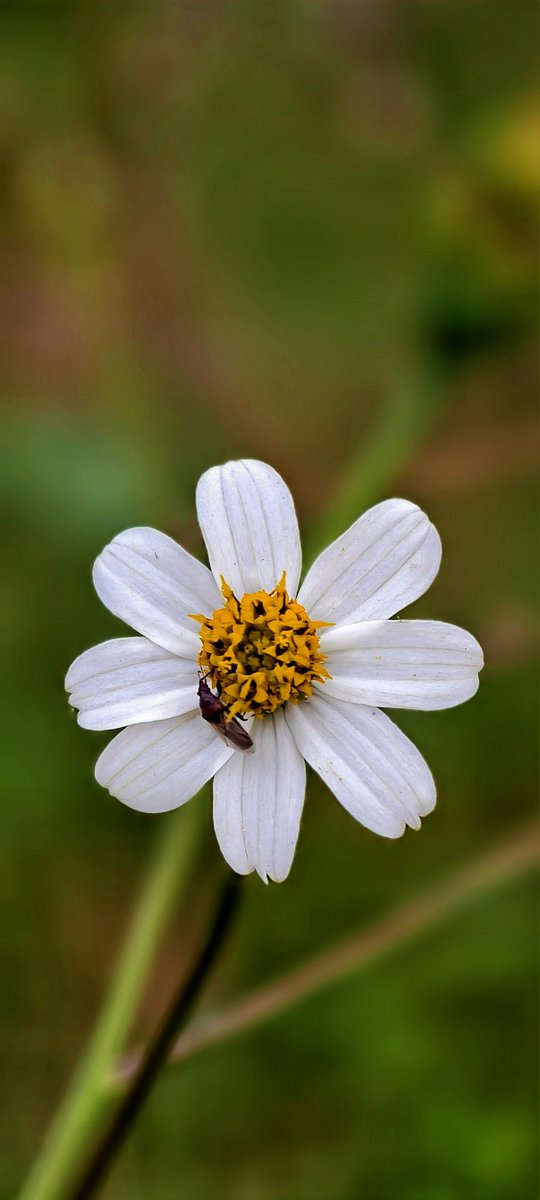 SadamSamee's tweet image. A white bloom and a tiny visitor — nature’s way to start the week right 🌸🐝✨
#MondayMotivation #NaturePhotography #MacroMagic #WildlifeMoments #InsectPhotography #FlowerPhotography #NatureVibes #VivoX200Pro
