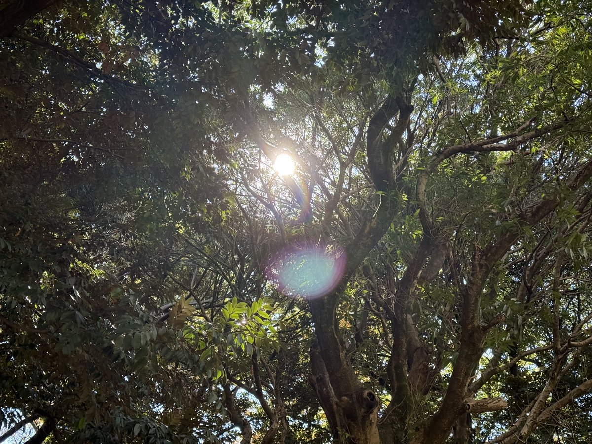 electronica02's tweet image. 文化の日は駒沢公園と代々木公園をジョギングでハシゴ。秋を感じながら走る。