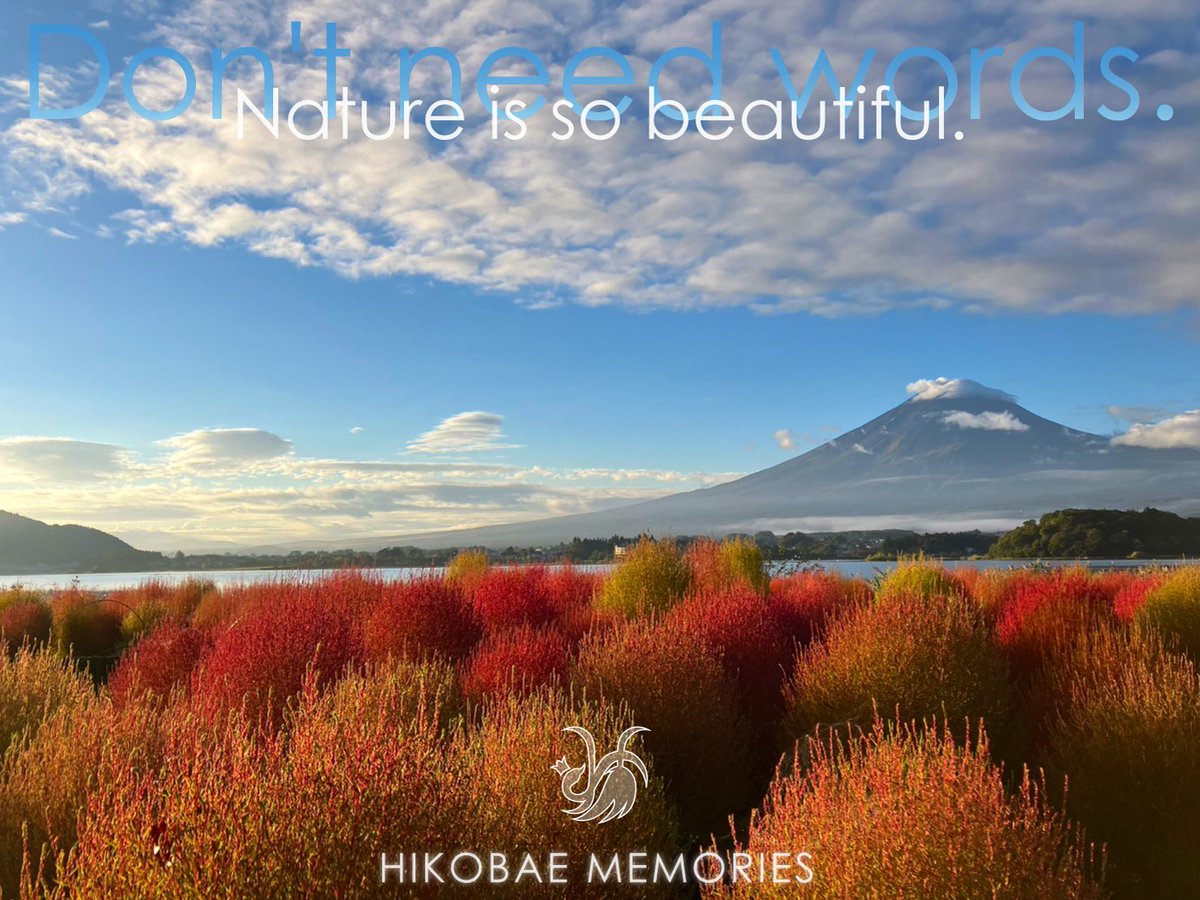 HikobaeMemories's tweet photo. 今日は色づき始めた #コキア の風景
私には #ガチャピン と #ムック に見える 笑
#ひこばえメモリーズ
#本日営業中
ご来店お待ちしております
#和泉多摩川 #Cafe #カフェ #レトロ #山梨 #Lake #湖 #MtFuji #紅葉 #富士山 #SunRize #日の出 #Heaven #Japan #朝焼け #箒草 #箒木 #Kochia https://t.co/gvCIwLbn48