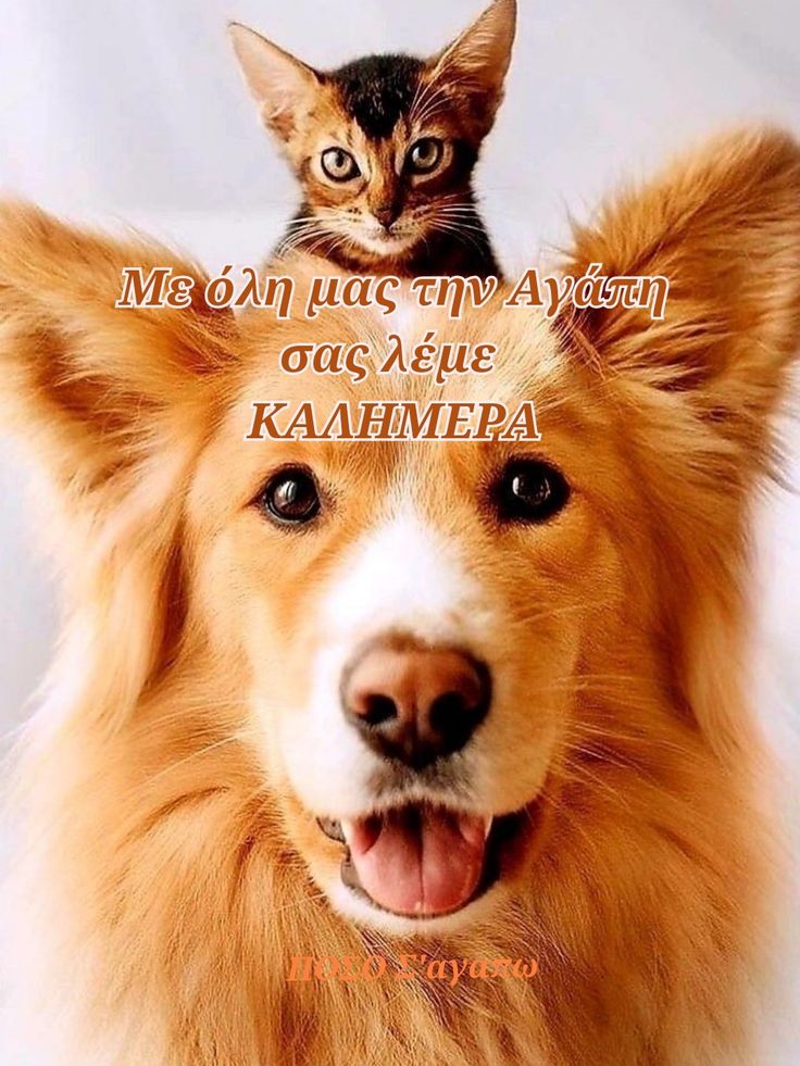 Καλημέρα πέρα ως πέρα ❤️❤️
Καλή εβδομάδα σε όλους και όλες.  Χαρείτε τις τελευταίες μέρες καλοκαιρίας γιατί έρχονται βροχούλες και πτώση της θερμοκρασίας 🙏🌹🧿☕️