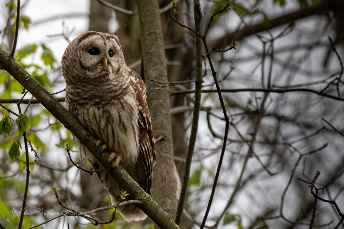 CSDCPhoto's tweet image. The Hunter
Keeping eyes peeled and ears open, the Barred Owl sees with fixed eye sockets, they can&apos;t move their eyes like we can, so they require the head swivel to change view, however they can also see up to 100x better than we can at night.  They can hear a mouses footsteps…