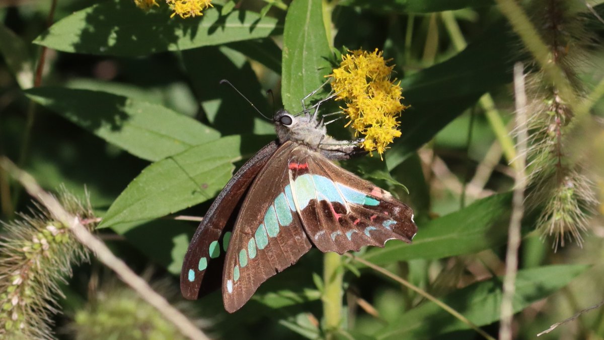 insects_birds's tweet image. アオスジアゲハ, Common Bluebottle, Graphium sarpedon
#butterfly #insect #bug #蝶 #昆虫