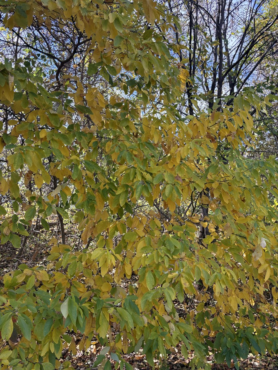 JCMckinleyauth's tweet image. Fall time favorites
Yellow
Red
Still some green
#Autumn #AutumnVibes #falltime #fallleaves #leaves