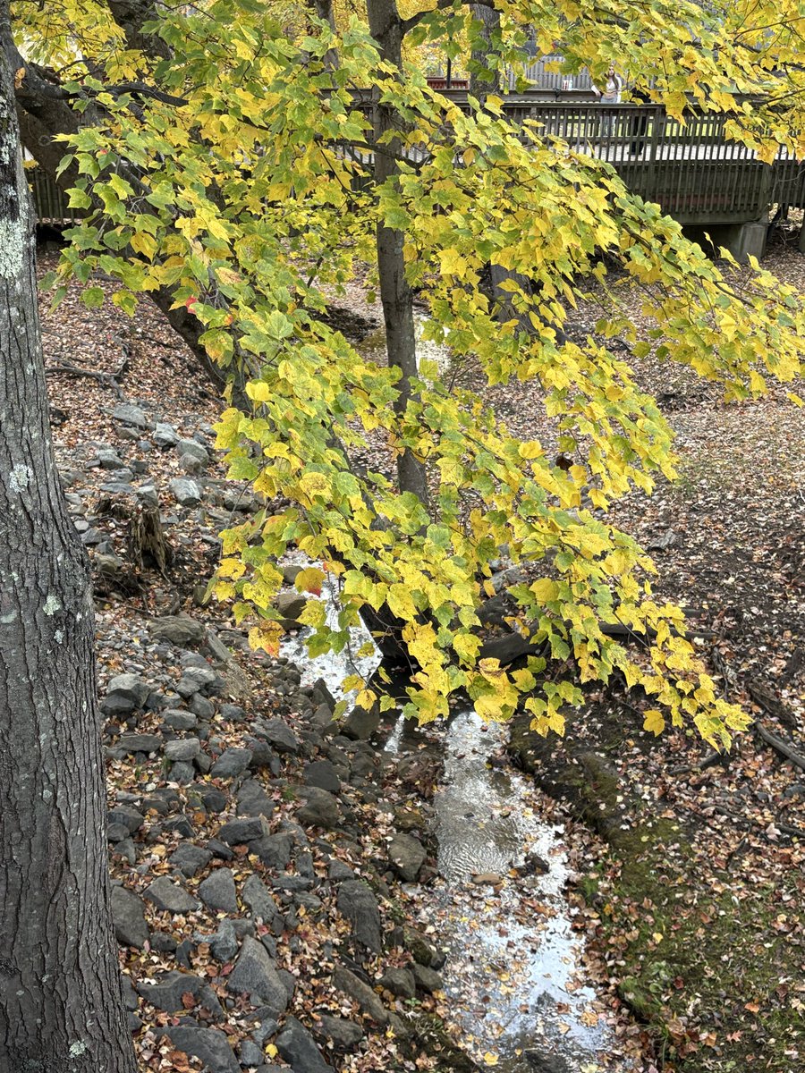 JCMckinleyauth's tweet image. Fall time favorites
Yellow
Red
Still some green
#Autumn #AutumnVibes #falltime #fallleaves #leaves