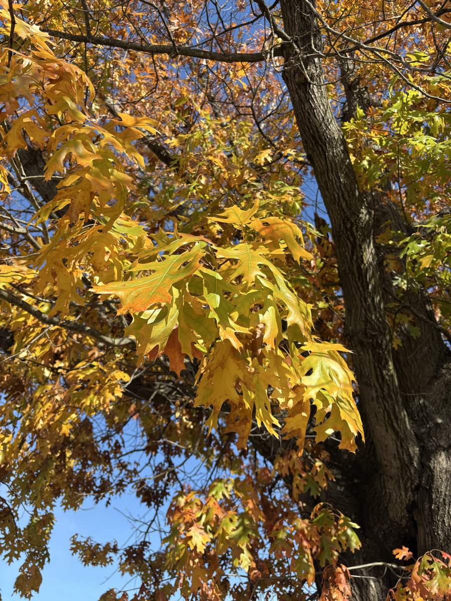 JCMckinleyauth's tweet image. Fall time favorites
Yellow
Red
Still some green
#Autumn #AutumnVibes #falltime #fallleaves #leaves