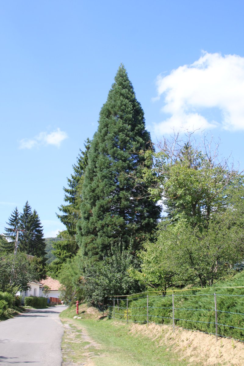 good morning treepeople