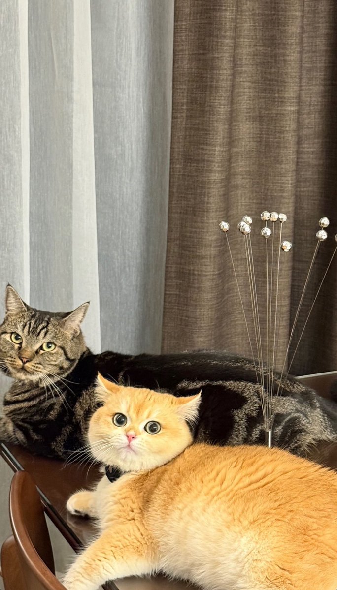 anne_summer2490's tweet image. ...meow...meow...meow....

I vote #NETIZENSREPORT #BUILDJAKAPAN for Asian Celebrity of the Year #ACOTY2025 #ACOTY2025BUILDJAKAPAN Tag @thenreport @JakeB4rever