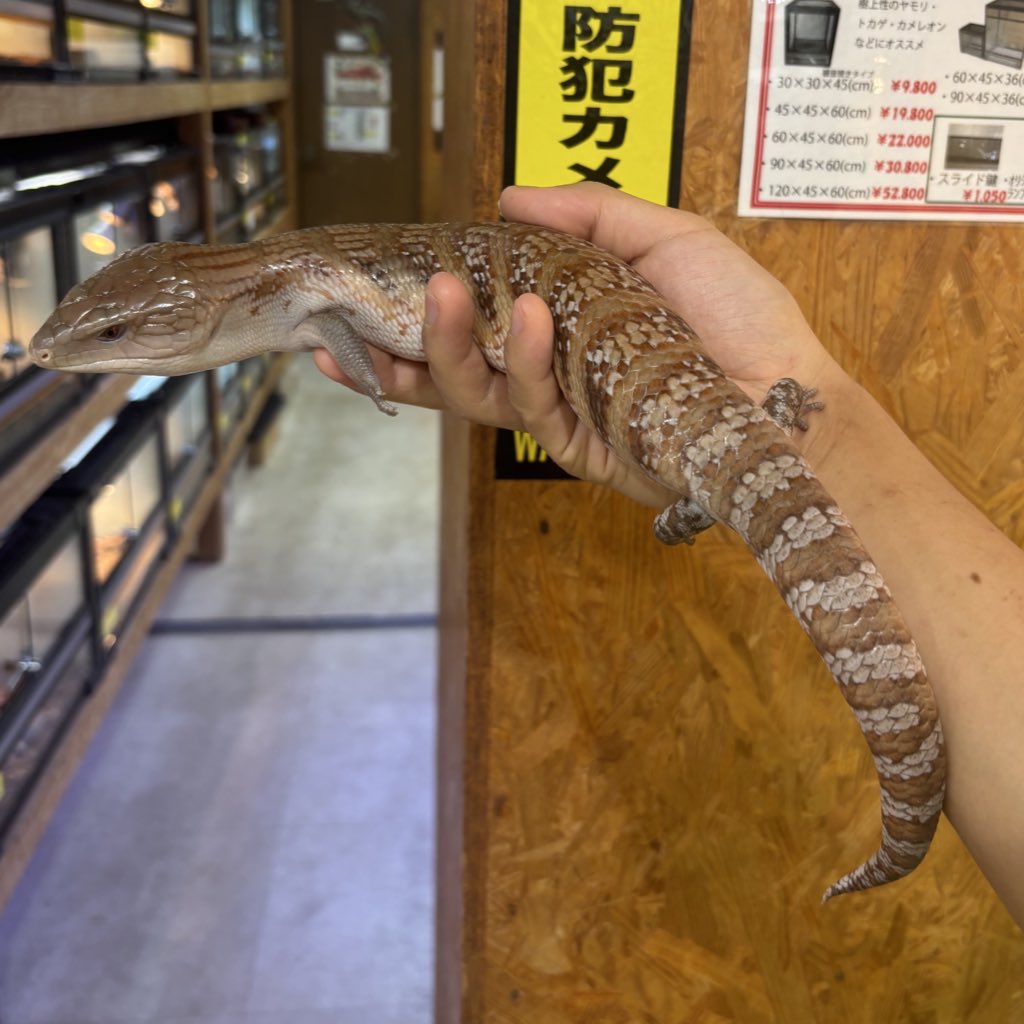 メキシコ トカゲのオブジェクト メキシコ トカゲのオブジェクト