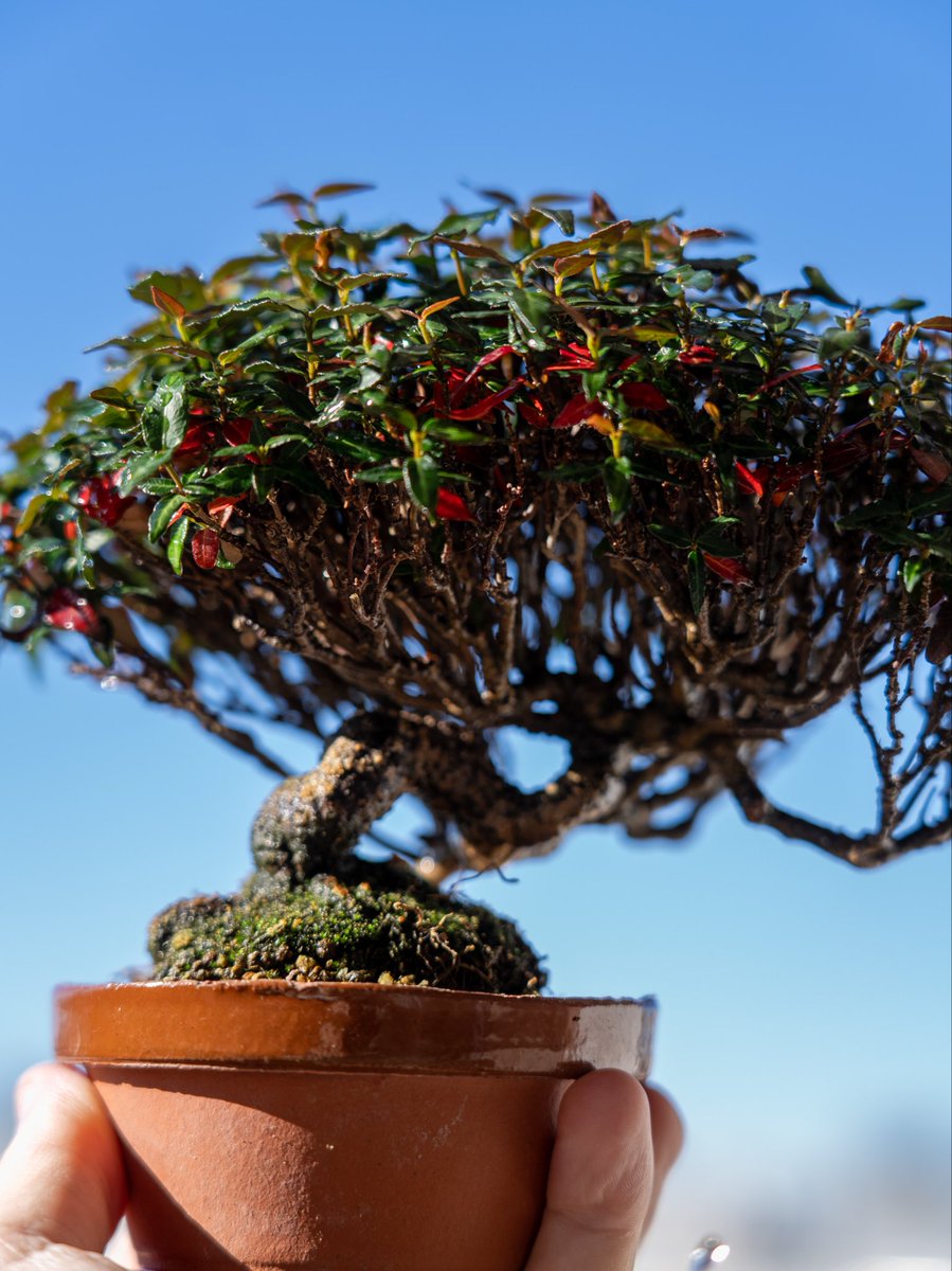 チリメンカズラの紅葉が綺麗！！