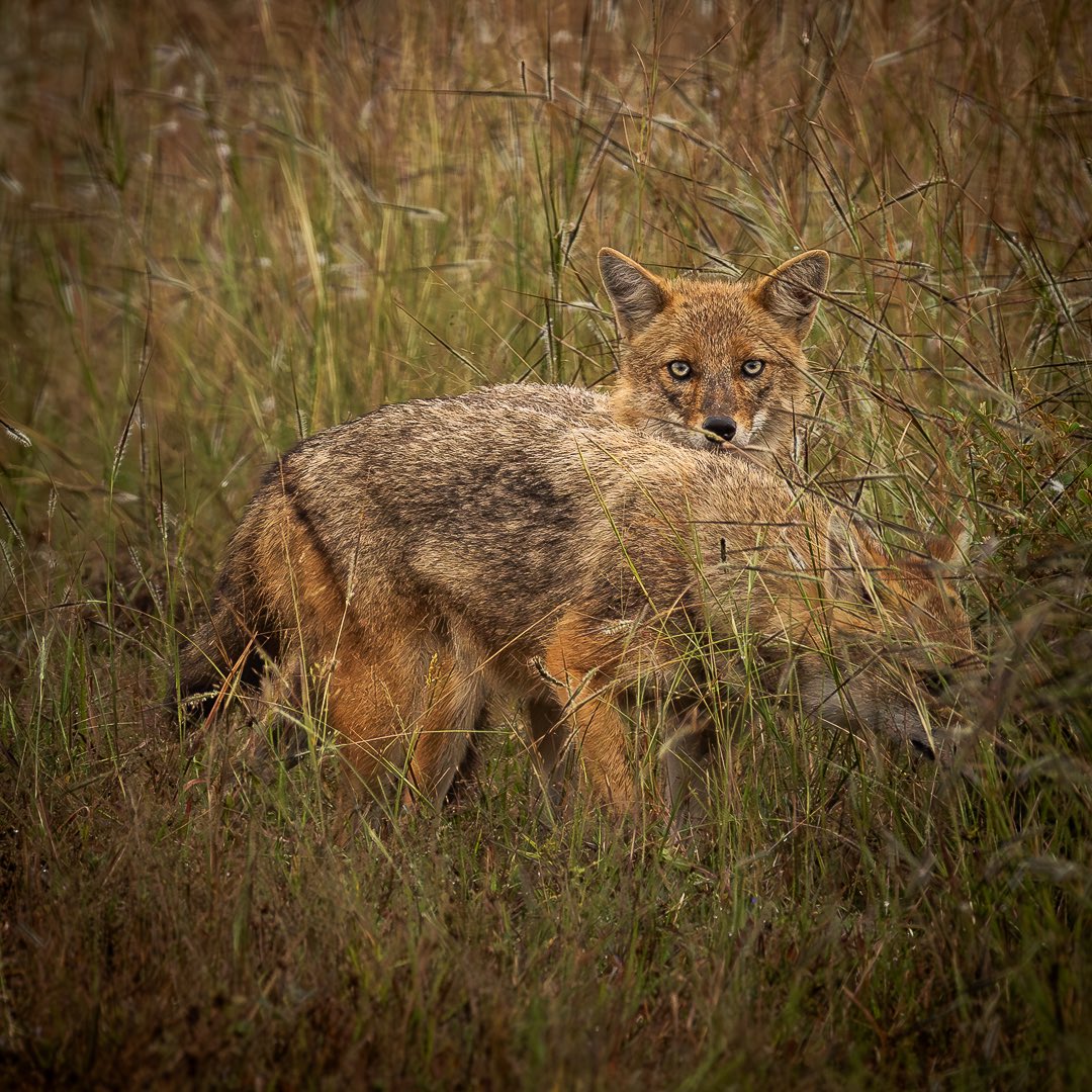 Sonu05971486's tweet image. I got you covered, mate.
In the wild, trust runs deeper than the grass that hides you.
@NatGeoIndia #NatureMood  @Canon_India #MistyMorning #ForestTrails #WildAndFree #UntamedBeauty #NatureInFocus
#PhotographersOfIndia #IncredibleNature #WildlifeArt