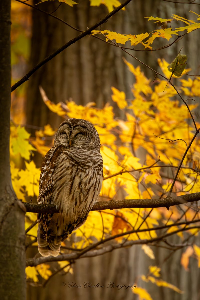 CSDCPhoto's tweet image. Barred Owls will usually sleep 10-12 hours a day but can bee seen active during the day especially on overcast days - which is likely evident from all the photos I&apos;ve posted of them when they&apos;re active.
🦉
🗺 - Medina County Ohio
📸Canon EOS R5 Mark 2 || Canon 200-800mm
🦉…