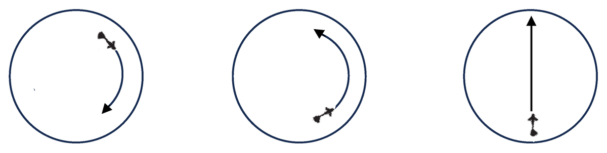 Symmetry_MDPI's tweet image. Check this newly published article &quot;Behavioral #Lateralization and Boldness Traits Across Eight Teleost Fish Species&quot; at brnw.ch/21wX92Y
Authors: Alessandra Pecunioso, Elisa Rotondi and Christian Agrillo
#mdpisymmetry #fishbehavior 
@UniPadova
@PNC_UniPD
@LifesciMdpi